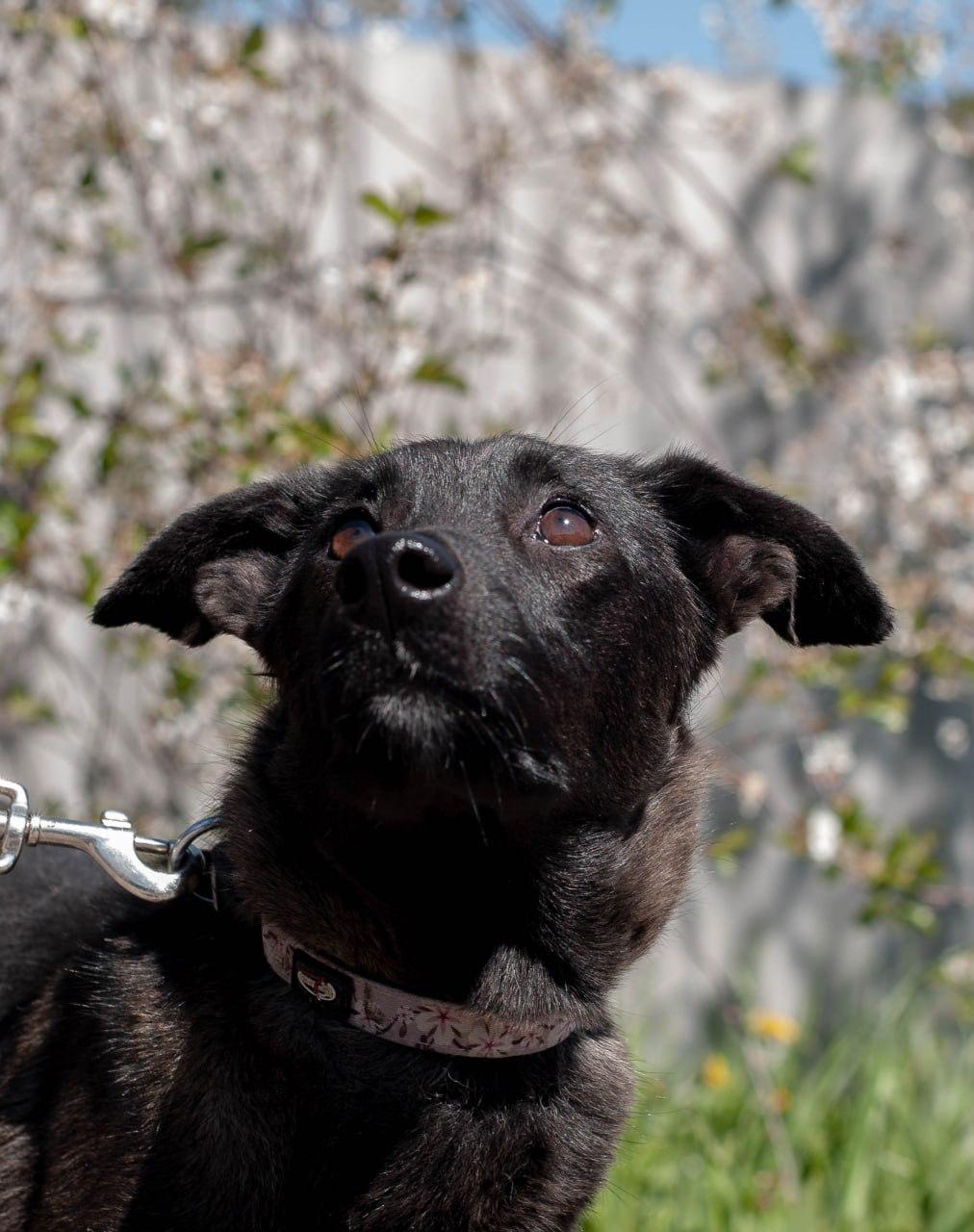 Chiens à adopter